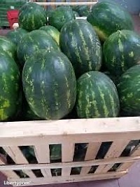 Pastèque